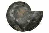 Cut & Polished Ammonite Fossil (Half) - Unusual Black Color #339136-1